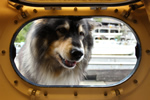 Dog putting nose in porthole.